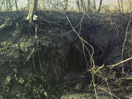 Animal Burrow in tree roots in Irish woodland