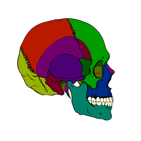 Colored human skull with a lower jaw.のイラスト素材