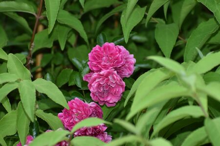 Creative layout made of green leaves and purple flower.の写真素材