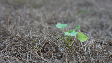Little plant in dried field                               の写真素材