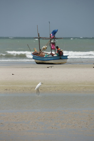 Bird at Thailand beach                               の写真素材