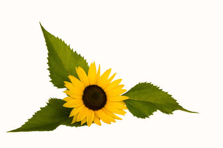 sunflower with three leaves with a white backgroundの写真素材
