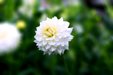 Flowers have a way to bring life to their surroundings and the more beautiful flowers we surround ourself .の写真素材