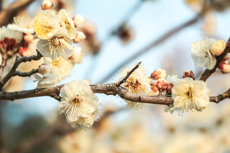 Japanese plum blossoms white. (Ume Flower)の写真素材