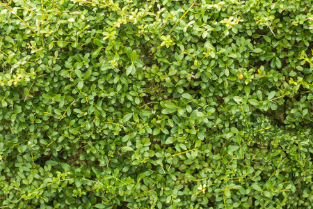 Green wall background  of a Garden.の写真素材