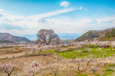 Sakura,Cherry blossom festival at   Park, Nagano,Japan.の写真素材