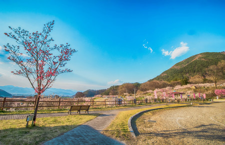 Sakura,Cherry blossom in springtime tree on blue sky , Nagano,Japan.の写真素材