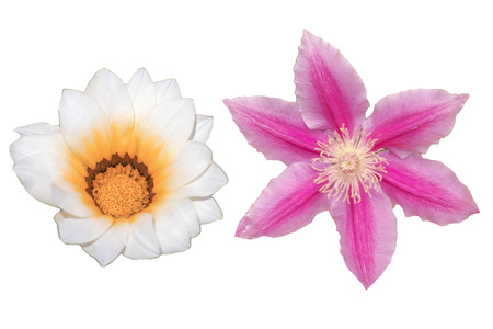 Beautiful flower   isolated  with on a white background.の写真素材