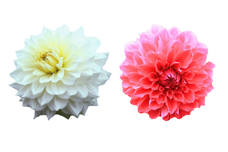 Beautiful flower   isolated  with on a white background.の写真素材