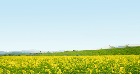 Yellow flowers blossoming in spring time and natural background ,always know Nanohana flower in Japan ,Nagano,Japan.の写真素材