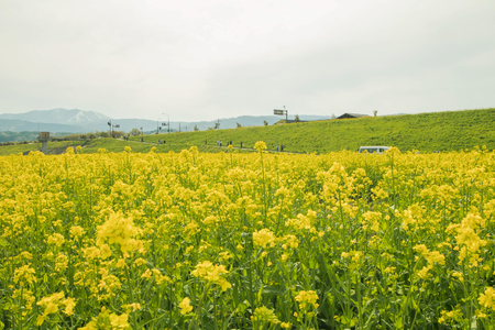 Yellow flowers blossoming in spring time and natural background ,always know Nanohana flower in Japan ,Nagano,Japan.の写真素材