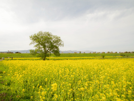 Yellow flowers blossoming in spring time and natural background ,always know Nanohana flower in Japan ,Nagano,Japan.の写真素材