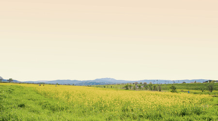 Yellow flowers blossoming in spring time and natural background ,always know Nanohana flower in...