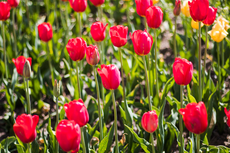 Beautiful tulip flowers in spring, colourful tulips, in the garden at sunny summer or spring day,Nagano,Japanの写真素材