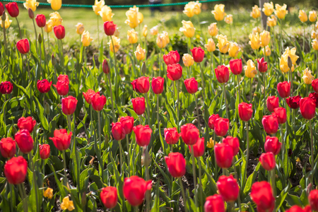 Beautiful tulip flowers in spring, colourful tulips, in the garden at sunny summer or spring day,Nagano,Japanの写真素材