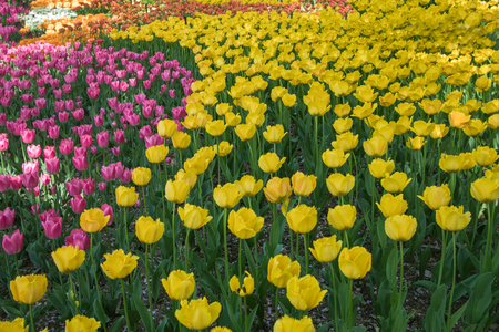 Beautiful tulip flowers in spring, colourful tulips, in the garden at sunny summer or spring day,Nagano,Japanの写真素材