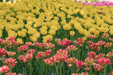 Beautiful tulip flowers in spring, colourful tulips, in the garden at sunny summer or spring day,Nagano,Japanの写真素材