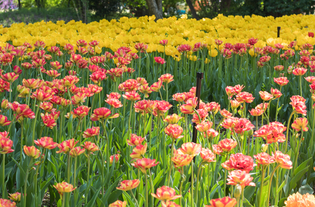 Beautiful tulip flowers in spring, colourful tulips, in the garden at sunny summer or spring day,Nagano,Japanの写真素材