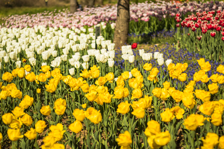Beautiful tulip flowers in spring, colourful tulips, in the garden at sunny summer or spring day,Nagano,Japanの写真素材