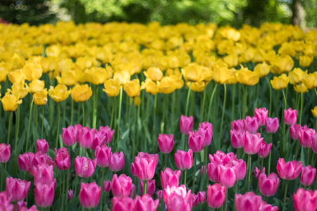 Beautiful tulip flowers in spring, colourful tulips, in the garden at sunny summer or spring day,Nagano,Japanの写真素材