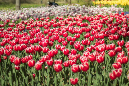 Beautiful tulip flowers in spring, colourful tulips, in the garden at sunny summer or spring day,Nagano,Japanの写真素材