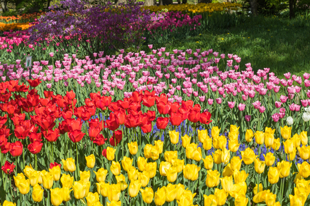 Beautiful tulip flowers in spring, colourful tulips, in the garden at sunny summer or spring day,Nagano,Japanの写真素材