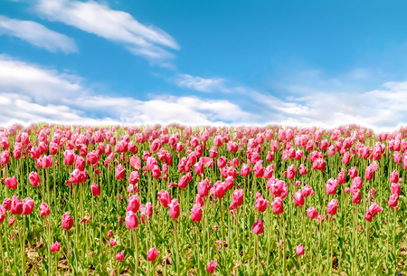 Beautiful tulip flowers in spring, colourful tulips, in the garden at sunny summer or spring day,Nagano,Japanの写真素材