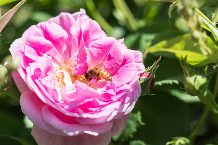 Beautiful  pink rose  blooming in the gardenの写真素材