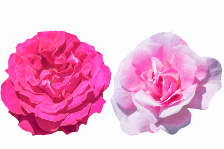 Beautiful  pink rose   blooming Isolated  on a white background.の写真素材