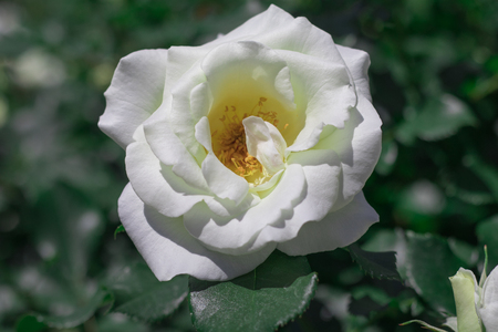 Beautiful white rose  blooming in the garden at sunny summer or spring day,Nagano,Japanの写真素材