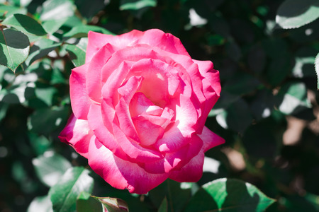 Beautiful pink rose flowers blooming  in the garden at sunny summer or spring day,Nagano,Japanの写真素材