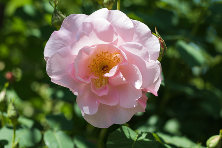 Beautiful pink rose flowers blooming  in the garden at sunny summer or spring day,Nagano,Japanの写真素材