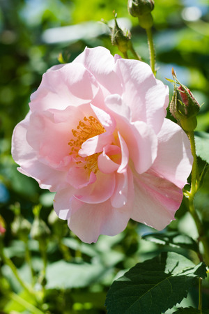 Beautiful pink rose flowers blooming  in the garden at sunny summer or spring day,Nagano,Japanの写真素材