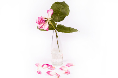 Fallen pink rose petals on white background.の写真素材