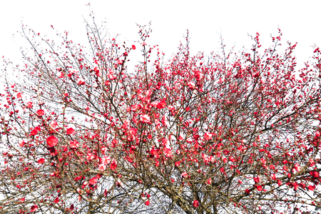Blooming beautiful pink flower isolated ,Japanese plum blossoms (Ume Flower) on white background with clipping path.の写真素材