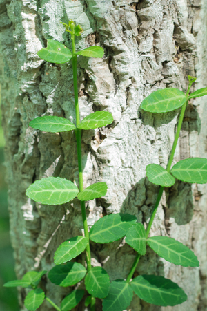 Abstract image of  fresh green leaf texture  leaves in nature with copy space .の写真素材