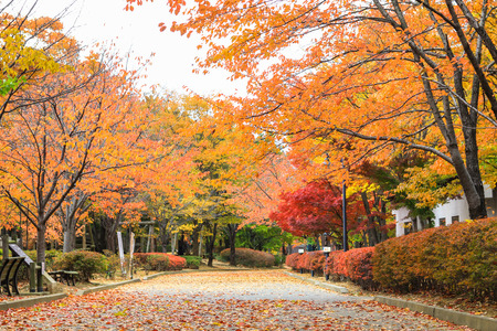 Japan autumn , Beautiful autumn leaves on road in  Obuse park ,Nagano,Japan.の写真素材