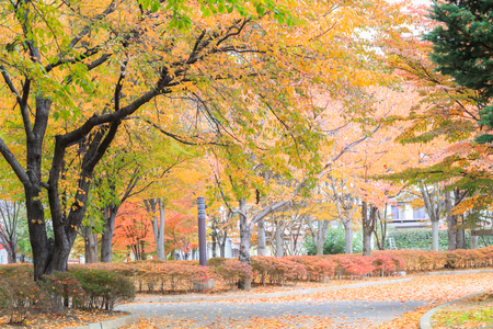 Japan autumn , Beautiful autumn leaves on road in  Obuse park ,Nagano,Japan.の写真素材