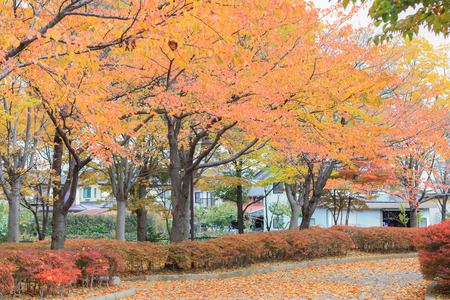 Japan autumn , Beautiful autumn leaves on road in  Obuse park ,Nagano,Japan.の写真素材