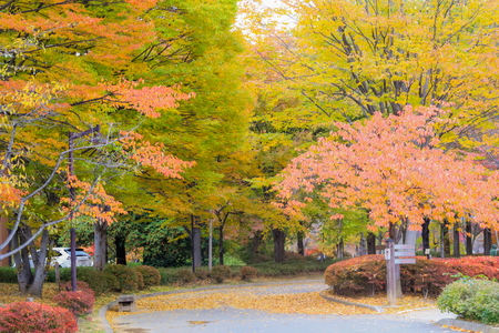 Japan autumn , Beautiful autumn leaves on road in  Obuse park ,Nagano,Japan.の写真素材