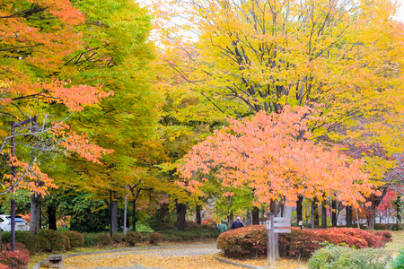 Japan autumn ,Wooden bench and beautiful autumn leaves   in soft focus and blur style, Obuse park ,Nagano,Japan.の写真素材