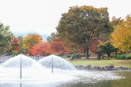 soft focus and blur style of Japan autumn ,  Obuse park ,Nagano,Japan.の写真素材