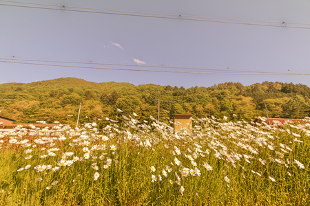 Soft focus of Beautiful  colourful  flowers blooming at  Narai  is a  small town in Nagano Prefecture Japan.の写真素材