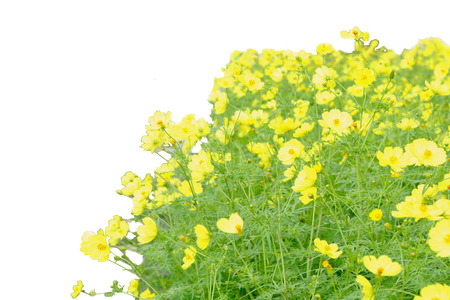 Beautiful yellow flowers in soft focus   isolated  on a white background.の写真素材