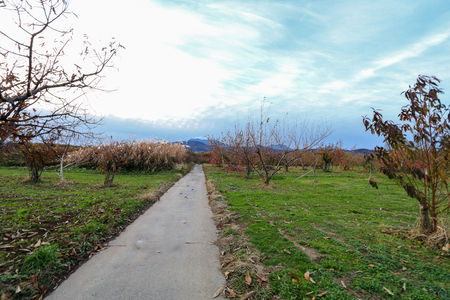 Apple tree in authumn or fall season.の写真素材