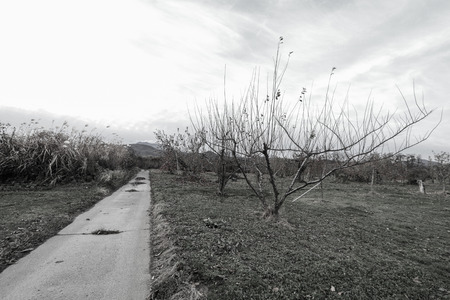 Apple tree in authumn or fall season,Black and white photo.の写真素材