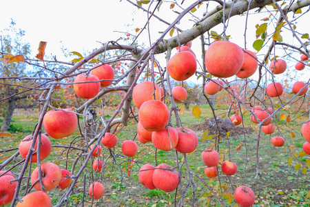 Red apples on apple tree branch in authumnの写真素材