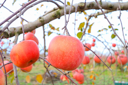 Red apples on apple tree branch in authumnの写真素材
