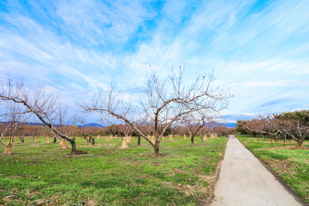 Apple tree in authumn or fall season.の写真素材