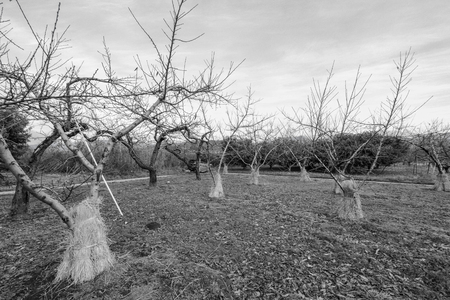 Apple tree in authumn or fall season,black and white photo.の写真素材
